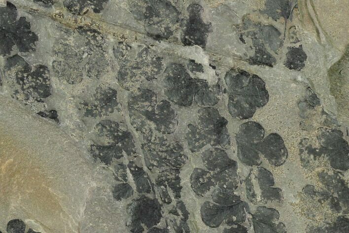 Pennsylvanian Fossil Fern (Sphenopteris) Plate - Kentucky #158675
